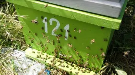 Vand familii de albine, roiuri cu sau fara lazi, Mangalia - negociabil - Imaginea 8
