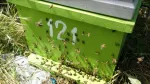 Vand familii de albine, roiuri cu sau fara lazi, Mangalia - negociabil - Miniatura 8