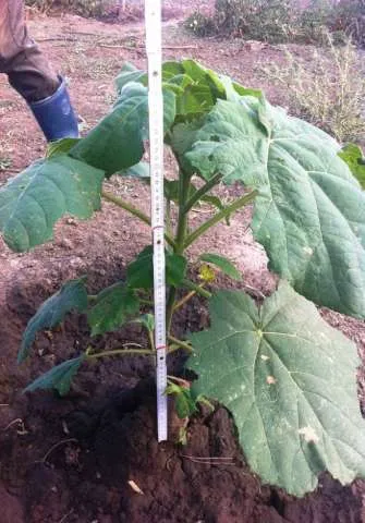Paulownia copacii cu cea mai rapida crestere. - Imaginea 2
