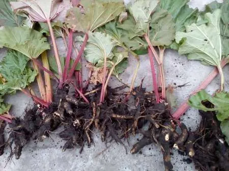 Vand radacina- rasad  rubarba ( revent , rebarbara , rabarbar , rabarbara , rhubarb - Imaginea 1