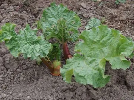 Vand radacina- rasad  rubarba ( revent , rebarbara , rabarbar , rabarbara , rhubarb - Imaginea 2