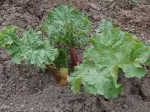 Vand radacina- rasad  rubarba ( revent , rebarbara , rabarbar , rabarbara , rhubarb - Miniatura 2
