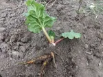 Vand radacina- rasad  rubarba ( revent , rebarbara , rabarbar , rabarbara , rhubarb - Miniatura 3