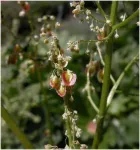 Vand radacina- rasad  rubarba ( revent , rebarbara , rabarbar , rabarbara , rhubarb - Miniatura 5