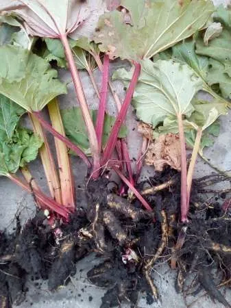 Vand radacina- rasad  rubarba ( revent , rebarbara , rabarbar , rabarbara , rhubarb - Imaginea 6