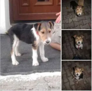 pierdut catelusa fox terrier