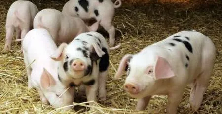 Angajari la ferme de porci, 1400 euro  - Imaginea 1