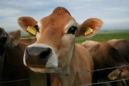 Ferme vaci, Germania 1500 euro NET - Imaginea 1