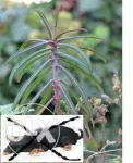 Vand rasaduri de planta care alunga cartitele( Euphorbia lathyris) anti cartita, anticartit - Miniatura 1
