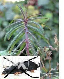 Vand rasaduri de planta care alunga cartitele( Euphorbia lathyris) anti cartita, anticartit