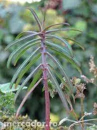 Vand rasaduri de planta care alunga cartitele( Euphorbia lathyris) anti cartita, anticartit - Imaginea 4