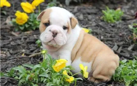  pui de bulldog adorabil È™i adorabili de vÃ¢nzare adoptare   - Imaginea 1