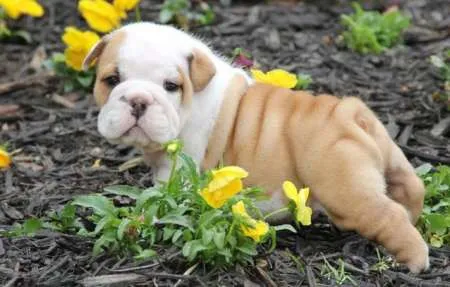  pui de bulldog adorabil È™i adorabili de vÃ¢nzare adoptare   - Imaginea 2