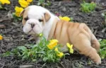  pui de bulldog adorabil È™i adorabili de vÃ¢nzare adoptare   - Miniatura 2