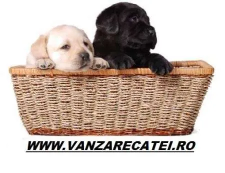 Peste 60 de rase de caini de vanzare, vanzarecatei.ro - Imaginea 1