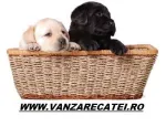 Peste 60 de rase de caini de vanzare, vanzarecatei.ro - Miniatura 1