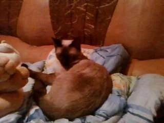 ofer spre adoptie urgent - Imaginea 1