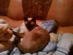 ofer spre adoptie urgent - Miniatura 1