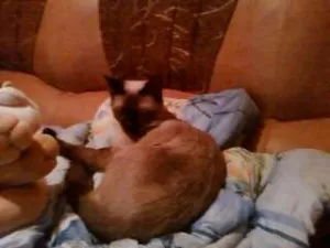 ofer spre adoptie urgent