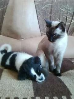 ofer spre adoptie urgent - Imaginea 2
