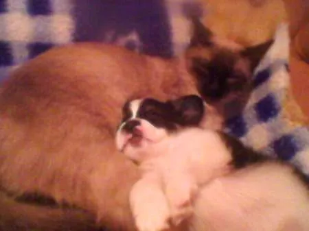 ofer spre adoptie urgent - Imaginea 3