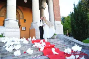 Inchiriez porumbei albi pt. nunti, Craiova