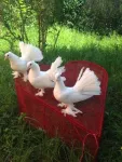 Inchiriez porumbei albi pt. nunti, Craiova - Miniatura 5