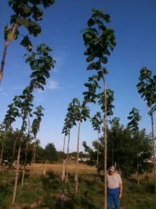 Plantatii Paulownia Primavara