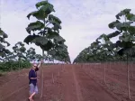 Plantatii Paulownia Primavara - Miniatura 3