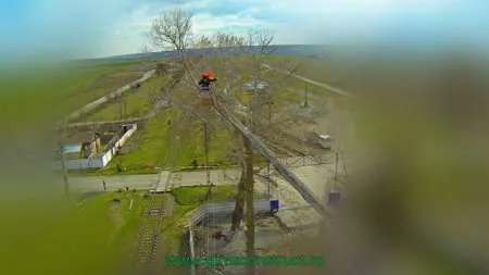 Toaletare si taiere arbori in Constanta si imprejurimi - Imaginea 1