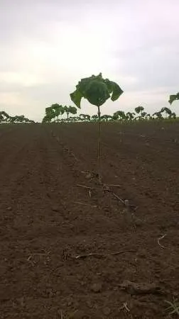 Plantatii Paulownia - Imaginea 1