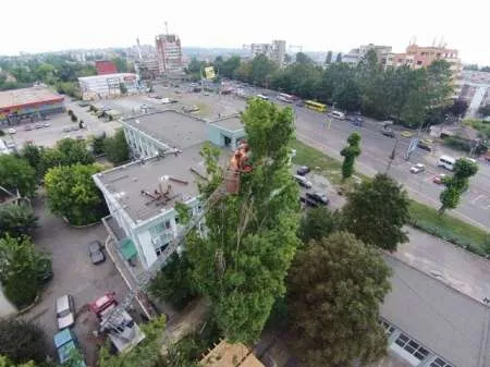 Toaletare si taiere arbori in Constanta si imprejurimi - Imaginea 2