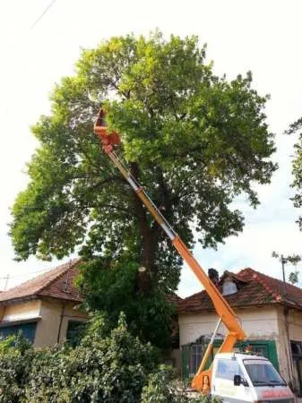 Toaletare si taiere arbori in Constanta si imprejurimi - Imaginea 3