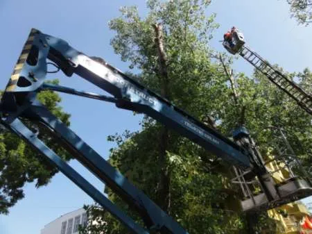 Toaletare si taiere arbori in Constanta si imprejurimi - Imaginea 4