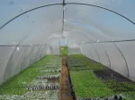 Solarii (kit) pentru legume, rasaduri sau flori - Miniatura 4