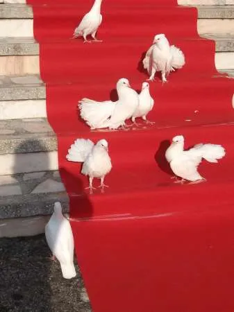 inchiriez porumbei albi pentru nunta - Imaginea 1