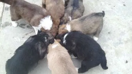 Vand catei Ciobanesc Caucazian rasa pura, superbi. - Imaginea 6