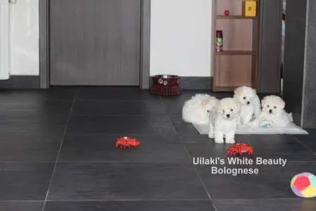 vand pui bichon bolognese vaccinat antirabic - Imaginea 1