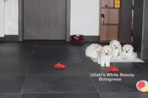 vand pui bichon bolognese vaccinat antirabic