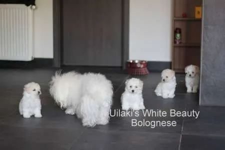 vand pui bichon bolognese vaccinat antirabic - Imaginea 2