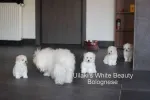 vand pui bichon bolognese vaccinat antirabic - Miniatura 2