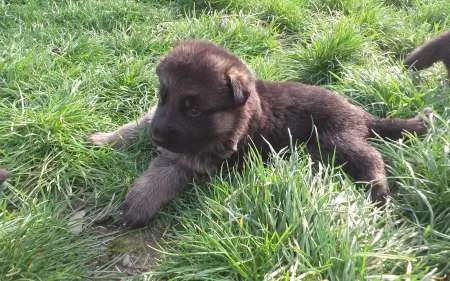 Vand catei Ciobanesc German cu pedigree - Imaginea 1