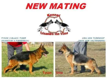 Vand catei Ciobanesc German cu pedigree - Imaginea 2