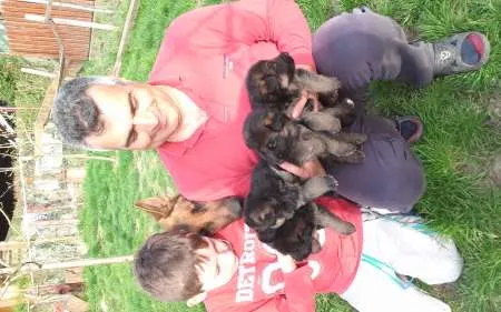 Vand catei Ciobanesc German cu pedigree - Imaginea 3