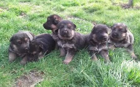 Vand catei Ciobanesc German cu pedigree - Imaginea 4