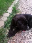 vand pui canecorso - Miniatura 1
