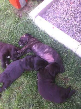 vand pui canecorso - Imaginea 2