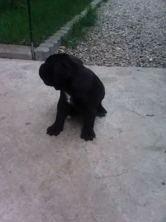 vand pui canecorso - Imaginea 3