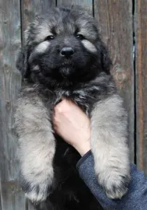 Ciobanesc caucazian