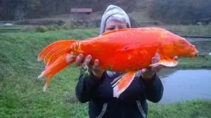 vanzare crap koi